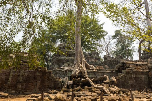 Angkor Wat Temple With Tree Growing Out of It