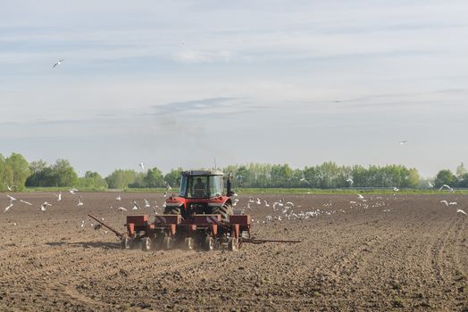 A red tractor plows the field accompanied by dozens of seagulls
