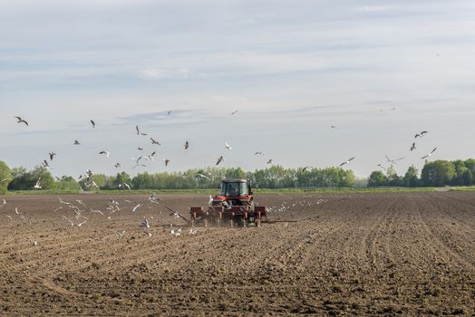 A red tractor plows the field accompanied by dozens of seagulls

