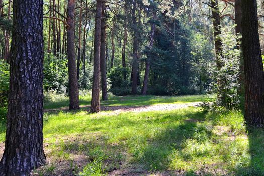 The sunlight in the early morning in the forest.