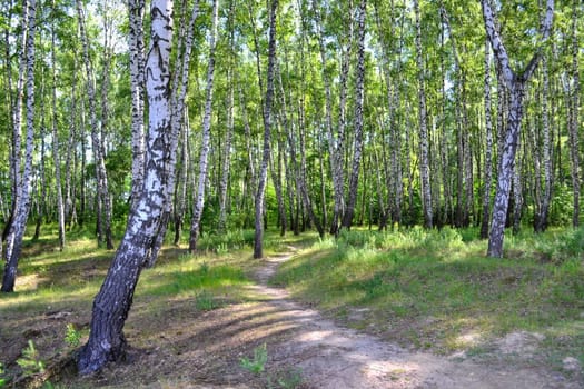 The path in the birch forest on a summer morning.