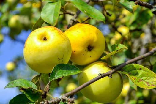 Late autumn apples on a branch in the garden.