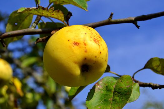 Late autumn apple on a branch.