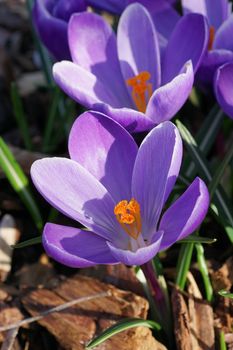 Crocus, flowers of the spring