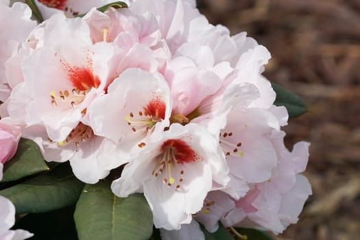 Rhododendron, herald of spring