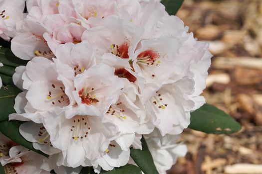 Rhododendron, herald of spring