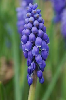 Muscari, herald of spring