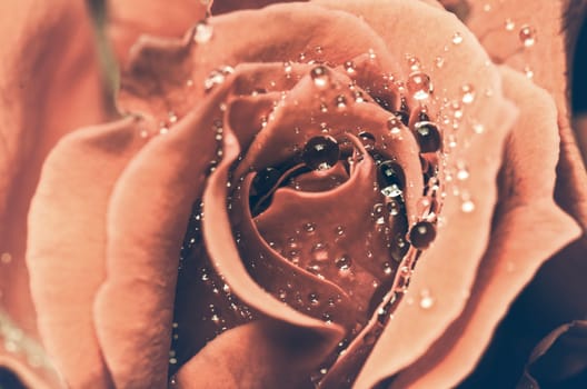 Close up water drops freshness on red rose flower in vintage style
