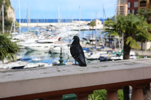 Pigeon On The Wall With the Town of Fontvieille in the Background