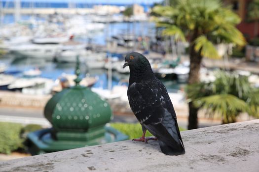 Pigeon On The Wall With the Town of Fontvieille in the Background