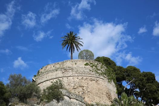 Palm Tree at the Top of the Rock of Monaco near the Prince's Palace