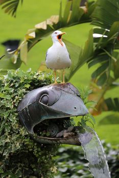 Seagull Bird with Open Beak. Green Nature Background