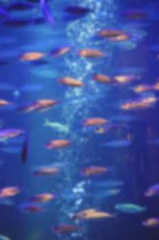 aquarium with fish, blurred for background