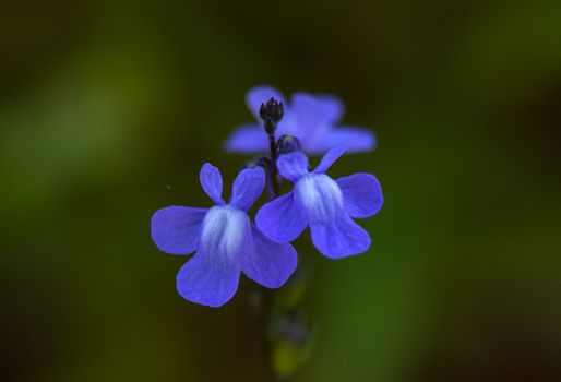 Closeup photo of Blue Toadflax flower 