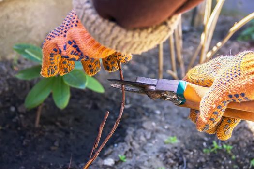 hand pruning trees and bushes clippers, work in the garden and around the house