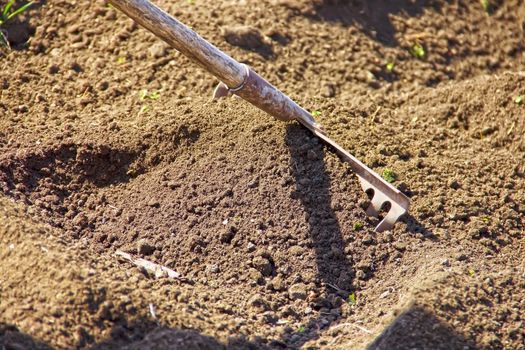 rake rake to clean up the soil, cleaning in the garden and in the fields, in the garden, plants, planting, soil preparation, Gardener working with rake leaves collection