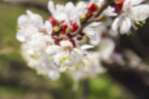 young tree flowers in the garden, fruit trees, beautiful nature spring flowering trees pollinate,for the background blurred