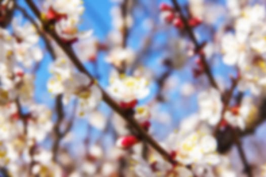 young tree flowers in the garden, fruit trees, beautiful nature spring flowering trees pollination, for the background blurred