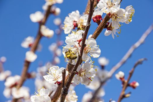 Bees pollinate young tree flowers in the garden, bee collects pollen with fruit trees, beautiful nature spring flowering trees pollination, pollen gathering, bee-keeping and honey