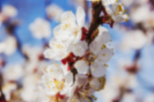 young tree flowers in the garden, fruit trees, beautiful nature spring flowering trees pollination, for the background blurred