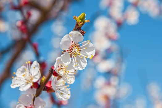 young tree flowers in the garden, fruit trees, beautiful nature spring flowering trees pollination, for the background
