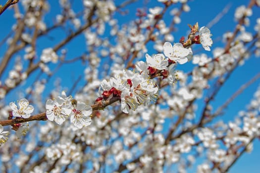 young tree flowers in the garden, fruit trees, beautiful nature spring flowering trees pollination, for the background