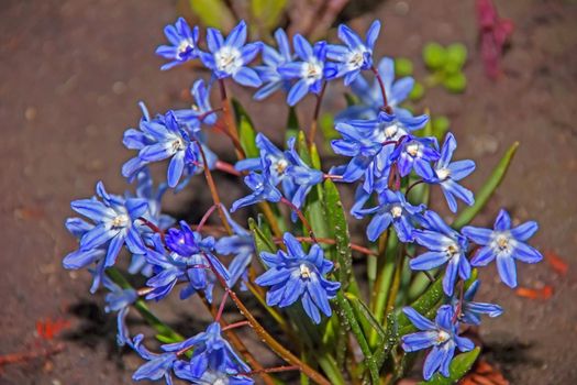 beautiful flower Brodiaea Triteleia Fabiola, blue, Homeland wondrous plant BRODIEYA north-west coast of the Pacific Ocean, the family of onion.