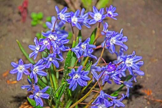 beautiful flower Brodiaea Triteleia Fabiola, blue, Homeland wondrous plant BRODIEYA north-west coast of the Pacific Ocean, the family of onion.