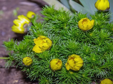 Adonis perennial, yellow flowers bloom in spring in the garden, a beautiful yellow flower