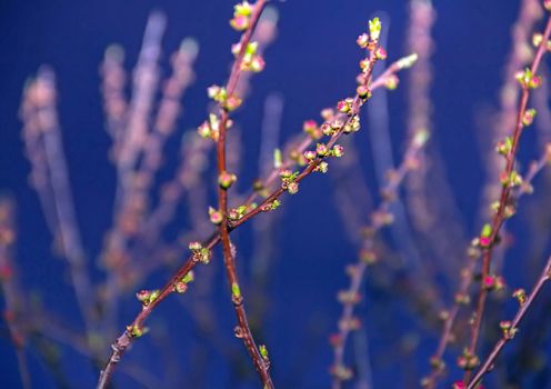 Pink cherry buds on a branch in the night sky. Close-up, rannya spring swollen buds of flowers, the flowers begin to bloom, evening