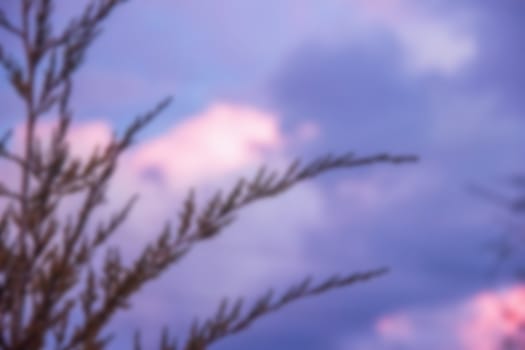 juniper branches against the night sky at sunset, BLURRED