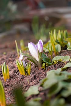 Snowdrop flowers blooming in winter,Spring snowdrop flowers blooming in sunny day,spring of the first snowdrops in the forest