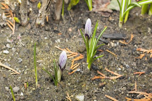 Snowdrop flowers blooming in winter,Spring snowdrop flowers blooming in sunny day,spring of the first snowdrops in the forest