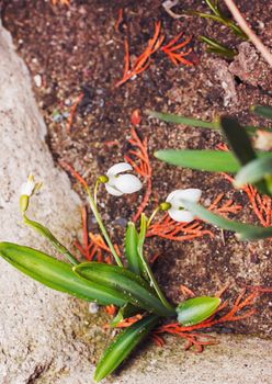 Snowdrop flowers blooming in winter,Spring snowdrop flowers blooming in sunny day,spring of the first snowdrops in the forest