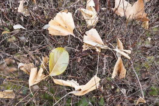 Dead leaves fallen on leafless bush in Autumn