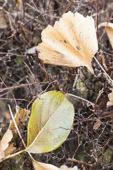 Dead leaves fallen on leafless bush in Autumn