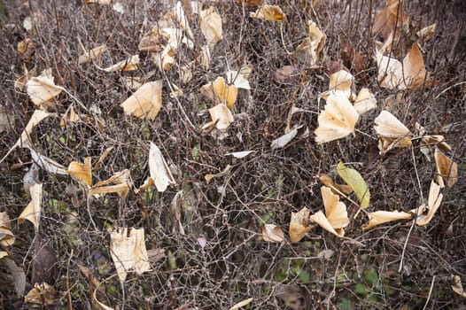 Dead leaves fallen on leafless bush in Autumn