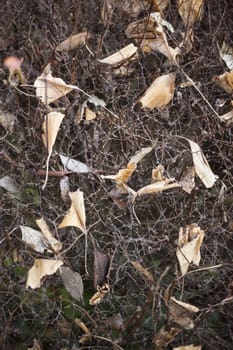 Dead leaves fallen on leafless bush in Autumn