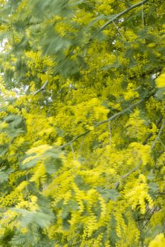 Mimosa, silver blue wattle, Acacia dealbata tree with yellow flowers in full bloom in Spring.