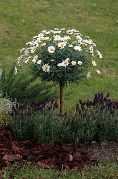 Flowers exposed on Floraart, 49 international garden exhibition in Zagreb, Croatia, on May 30, 2014.