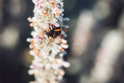 macro shot of a bumblebee collecting pollen from a flower.  with copyspace