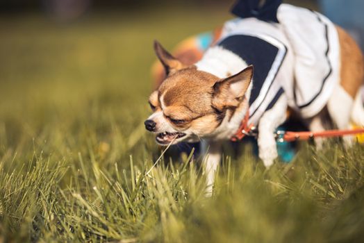 funny Chihuahua enjoy chewing the summer grass. Sunny day. Copyspace.