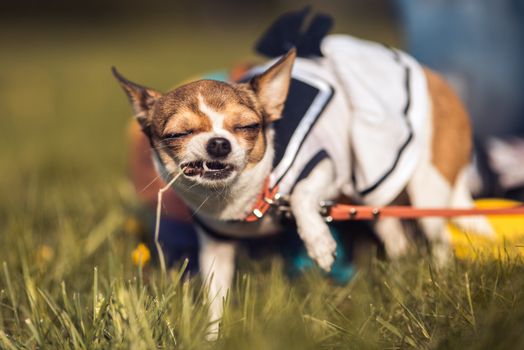 funny Chihuahua enjoy chewing the summer grass. Sunny day