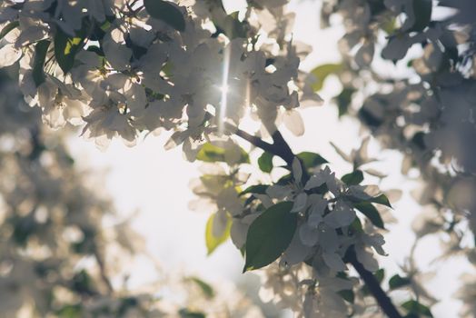 apple tree flower blossom  in  garden with sun rays and bokeh.