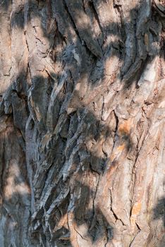 Old Wood Tree Texture Background Pattern. Vertical image.
