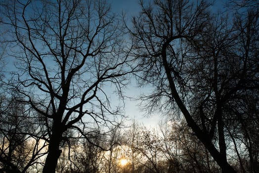 sun in the sky and background of tree branches. Sunset time.