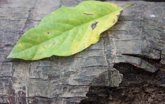 Background bark leaf green mango leaves.