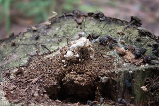 The white fungus on dead trees.