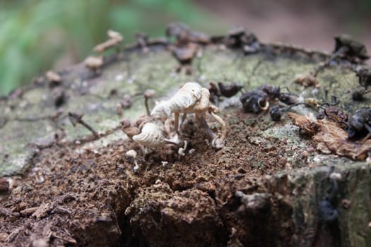 The white fungus on dead trees.