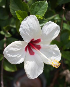 White hibiscus flower the sun